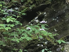 Hydrangea serrata