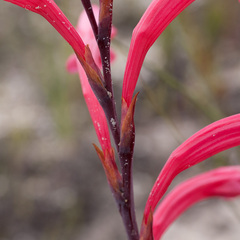 Watsonia coccinea