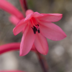 Watsonia coccinea