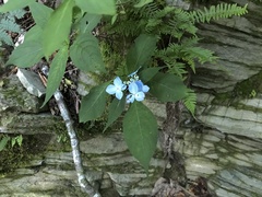 Hydrangea serrata