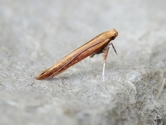 Caloptilia invariabilis