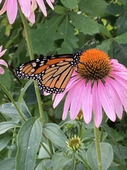 Danaus plexippus