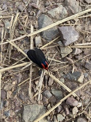 Ctenucha rubroscapus