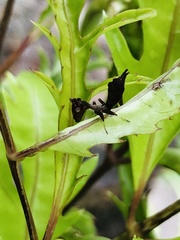 Acanthops parafalcata