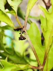 Acanthops parafalcata