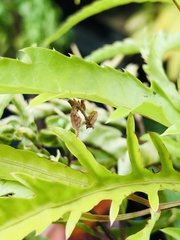 Acanthops parafalcata