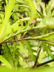 Acanthops parafalcata