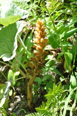 Orobanche flava