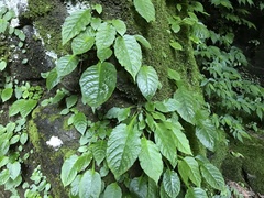 Conandron ramondioides