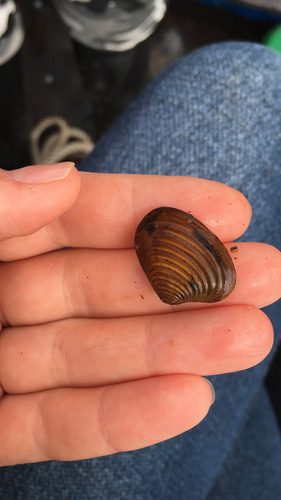 Elliptical Astarte Clam