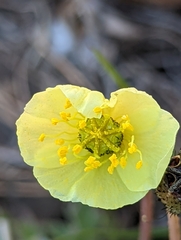 Papaver radicatum