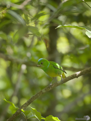 Chlorophonia occipitalis