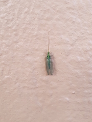 Chrysopidae