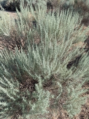 Artemisia filifolia
