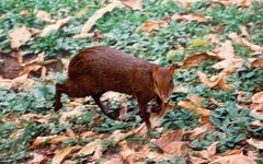 Dasyprocta variegata