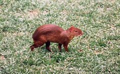 Dasyprocta variegata