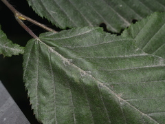 Aceria tenella