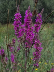 Lythrum salicaria