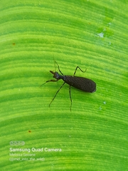 Pseudomiopteryx infuscata