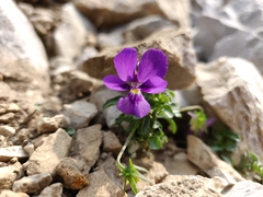 Viola dubyana