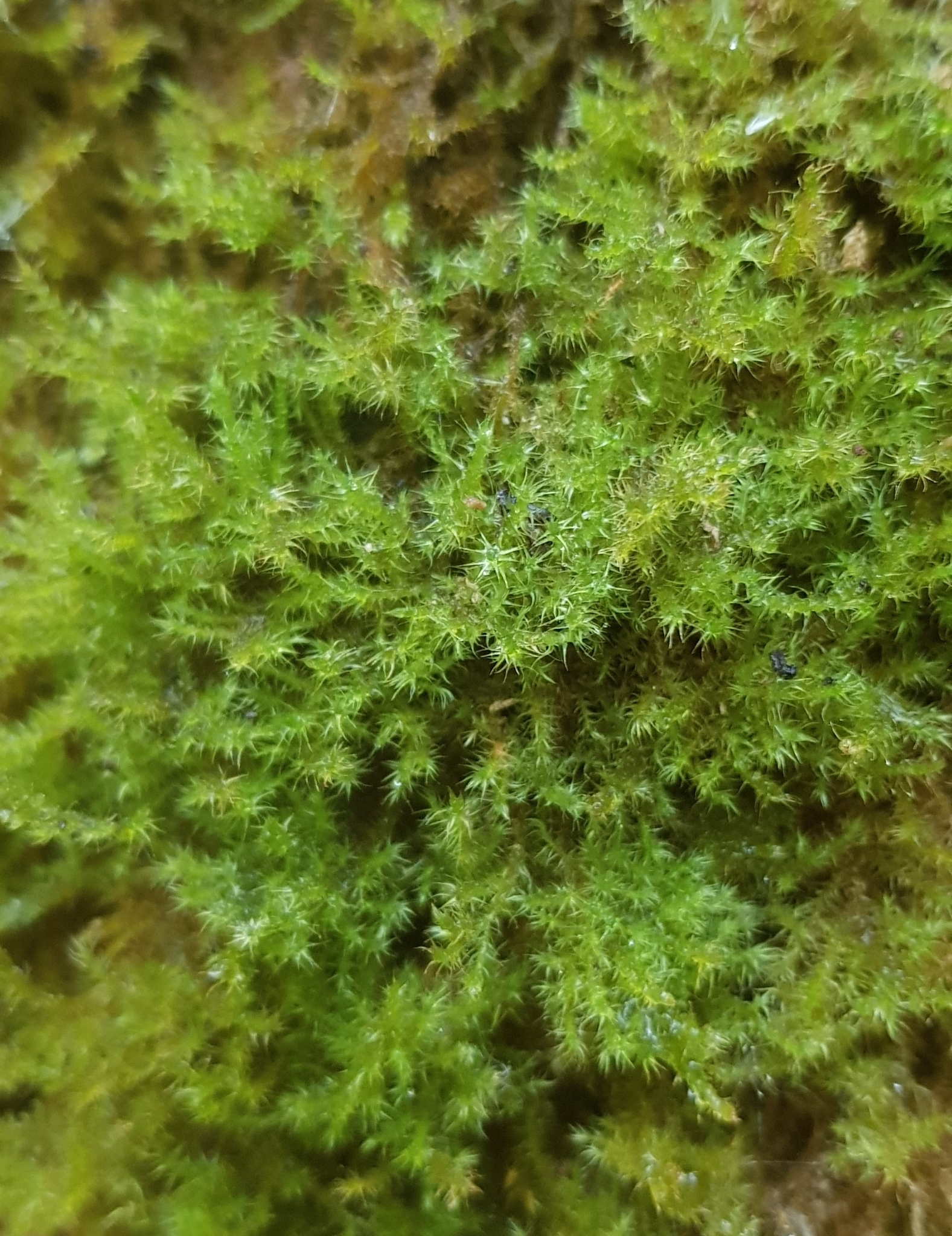 Campylium protensum