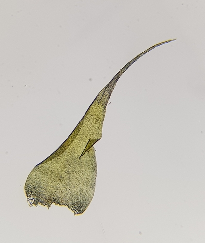 Image of Campylium protensum by (c) Helen Waterman, some rights reserved (CC BY)