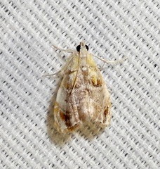 Glaphyria basiflavalis