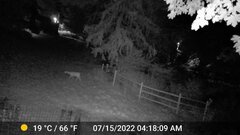 Odocoileus virginianus