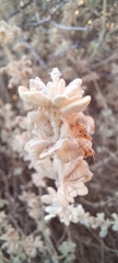 Pseudodictamnus mediterraneus