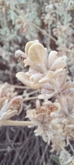 Pseudodictamnus mediterraneus