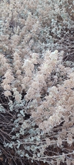 Pseudodictamnus mediterraneus