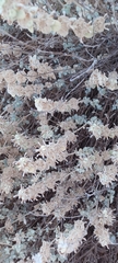 Pseudodictamnus mediterraneus