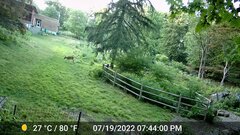 Odocoileus virginianus