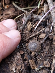 Oreohelix grahamensis
