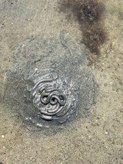 Abarenicola pacifica