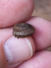 Oreohelix grahamensis