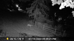 Odocoileus virginianus