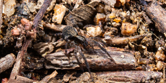 Pardosa sumatrana