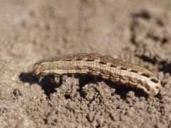Lepidoptera