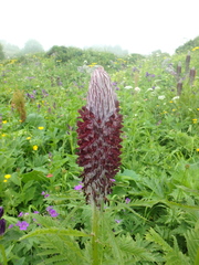 Pedicularis atropurpurea