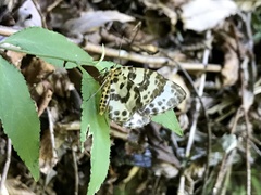 Gandaritis evanescens