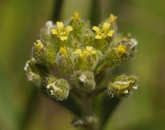 Alyssum