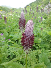 Pedicularis atropurpurea