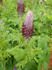 Pedicularis atropurpurea