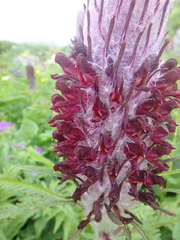 Pedicularis atropurpurea