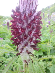 Pedicularis atropurpurea