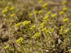 Alyssum desertorum