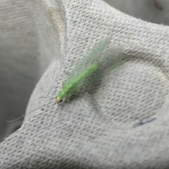 Pseudomallada flavifrons