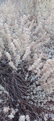 Pseudodictamnus mediterraneus