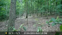 Odocoileus virginianus